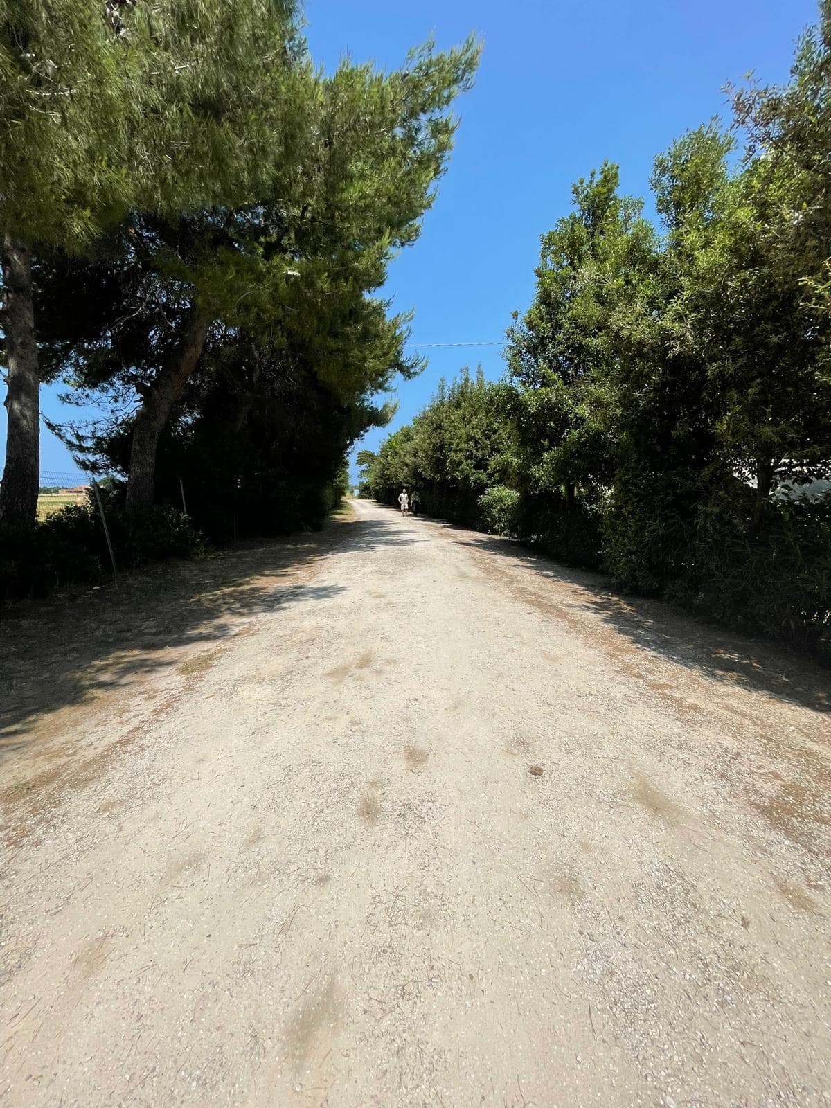 Viale alberato verso le piazzole camper maxi