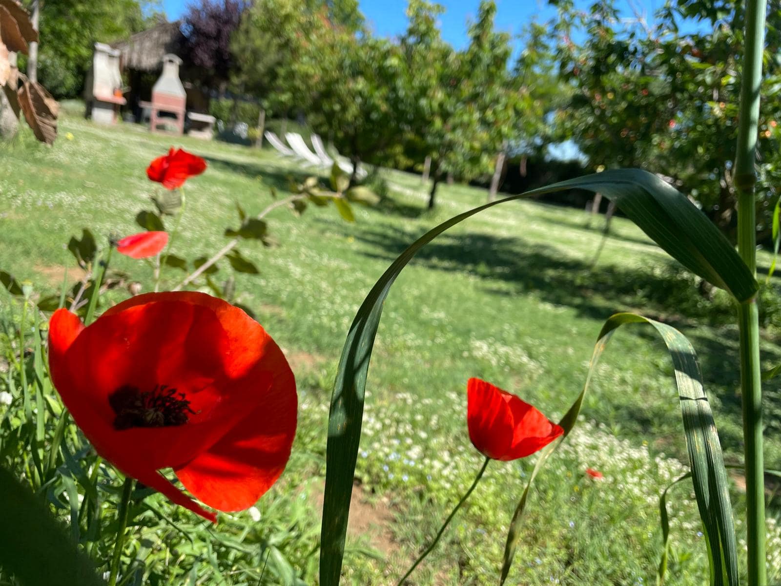 Piazzola tenda tra ombra e sole nella pineta